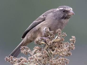 streaky headed canary