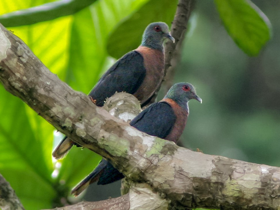 Western Bronze-naped Pigeon