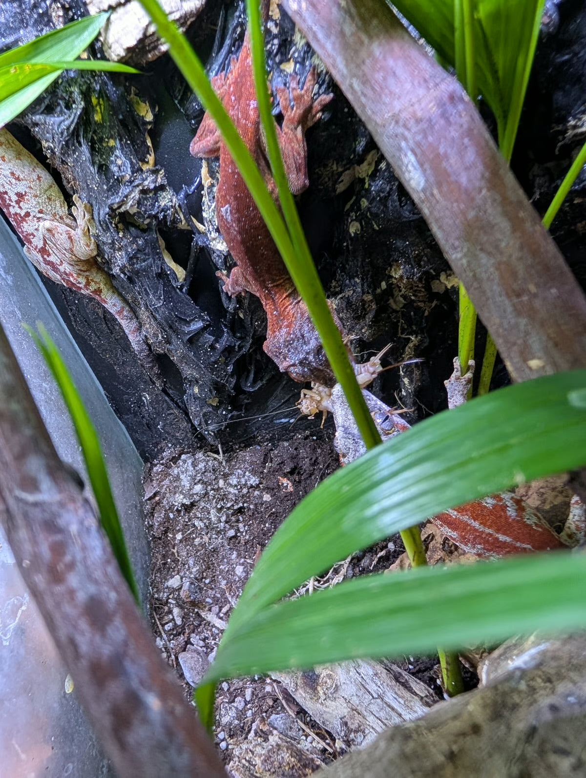 Geko Nectar Coconut Milk 80 gr