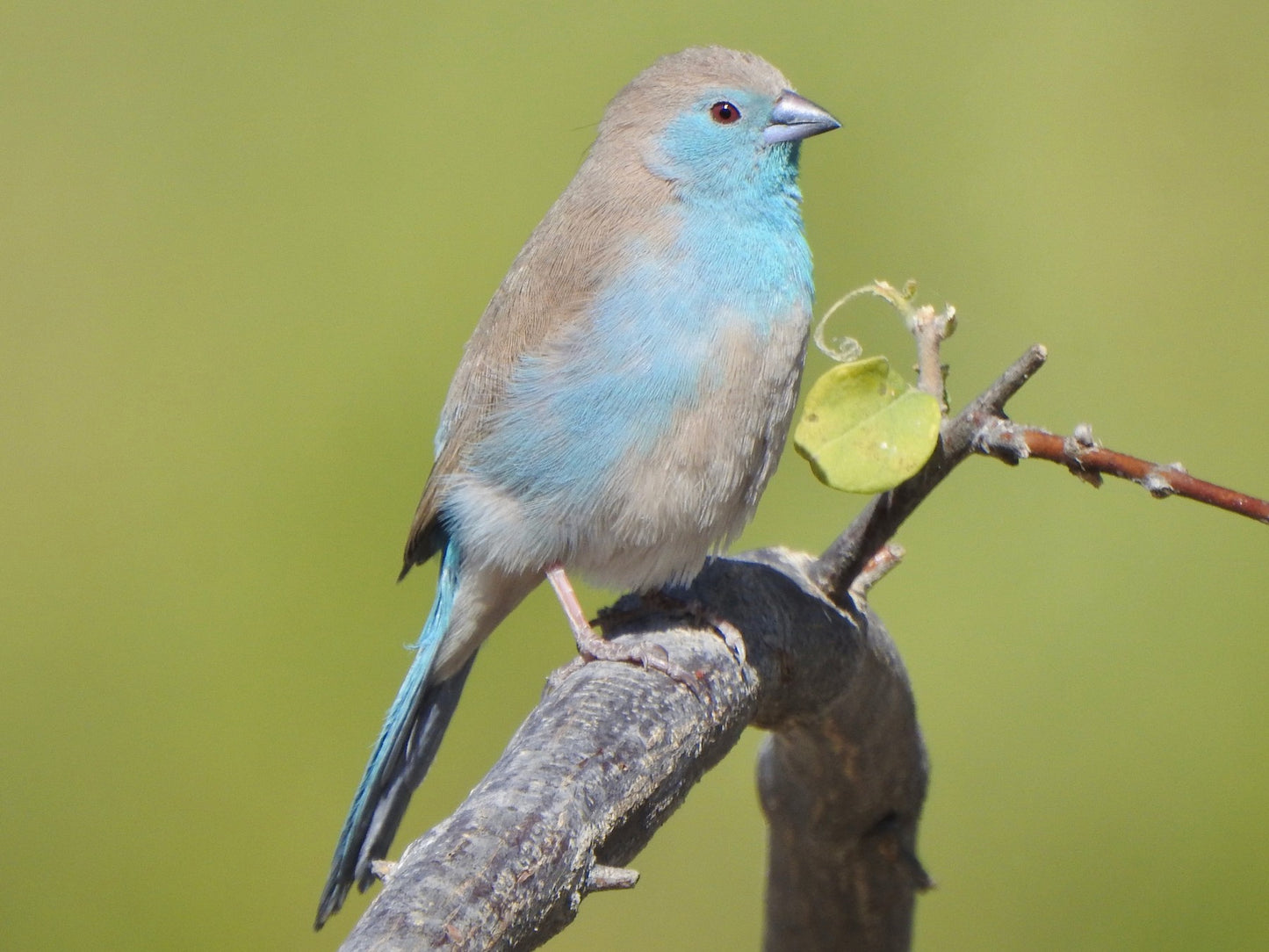 Southern cordon blue waxbill
