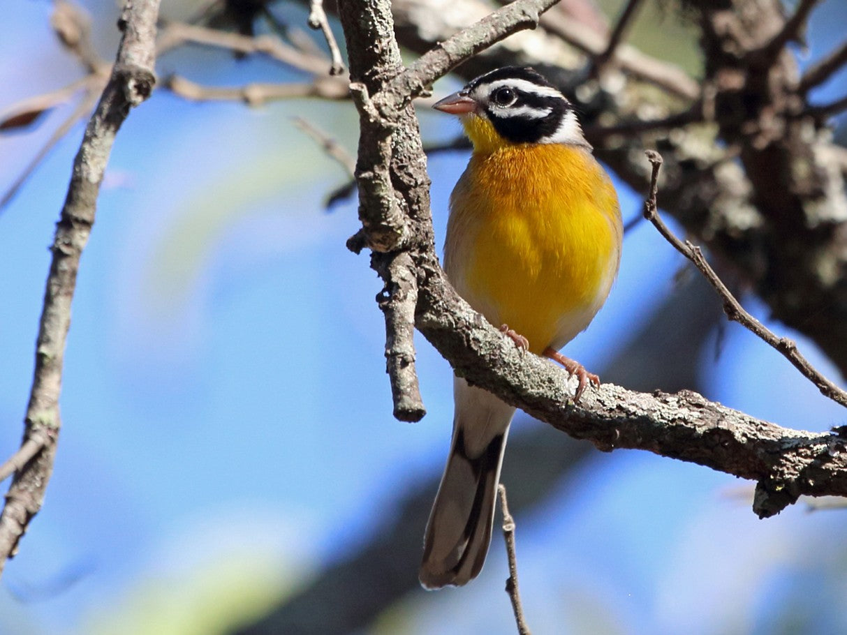 Golden breasted bunting