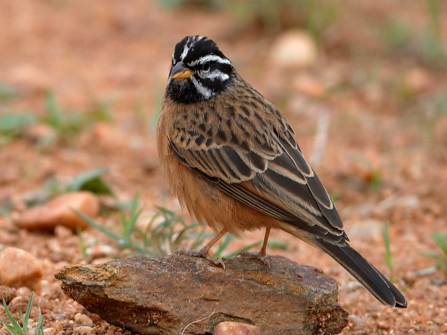 Cinnamon-breasted Bunting