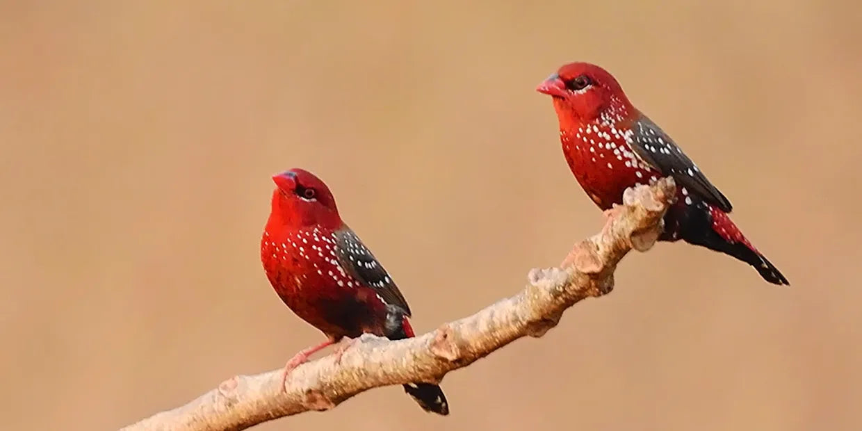 Strawberry Finch