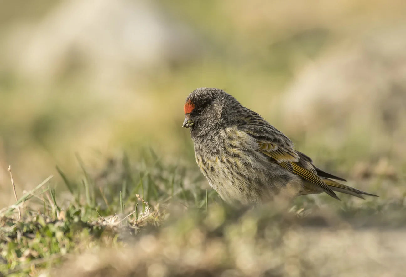 Red fronted serin