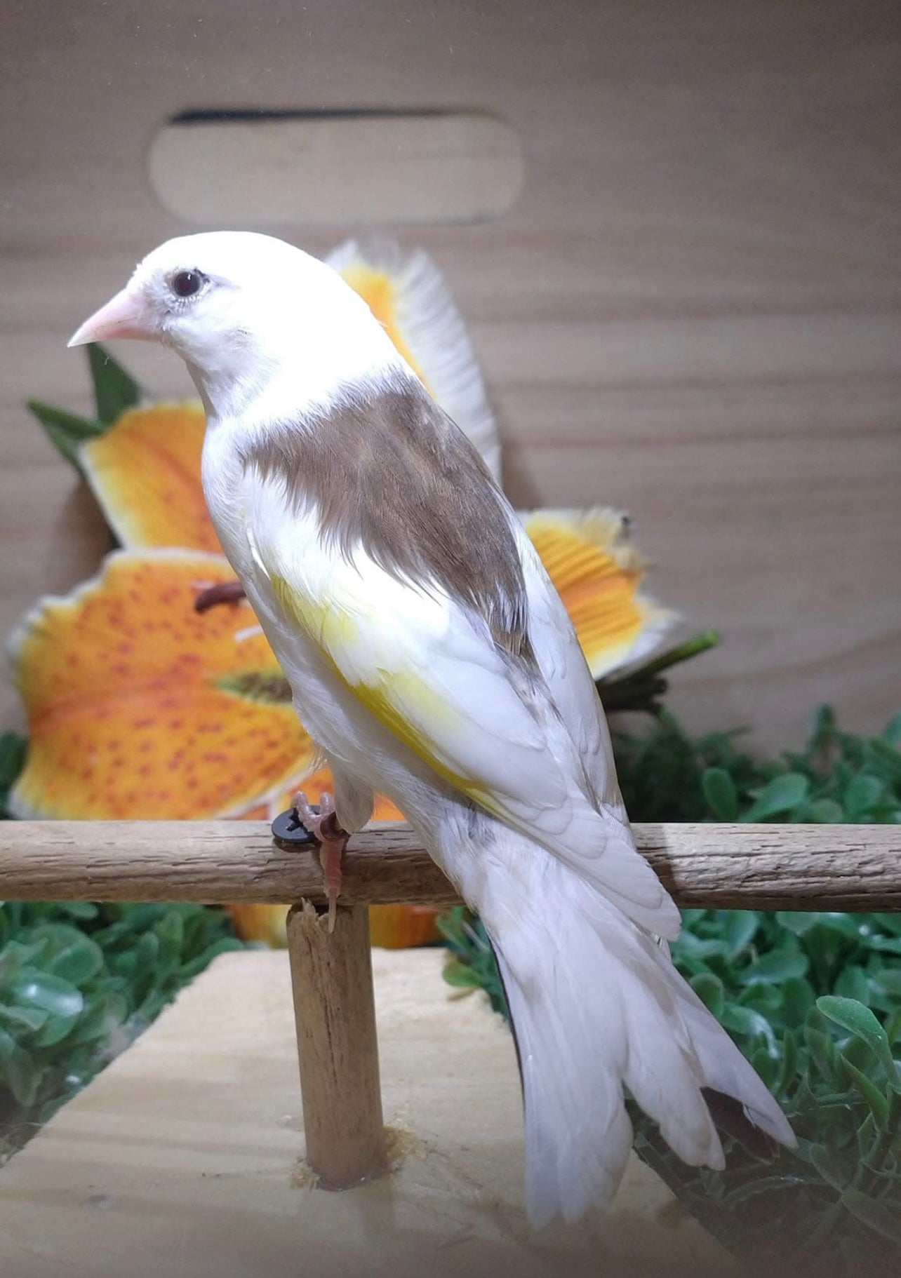 Siberian Butterfly back mutation