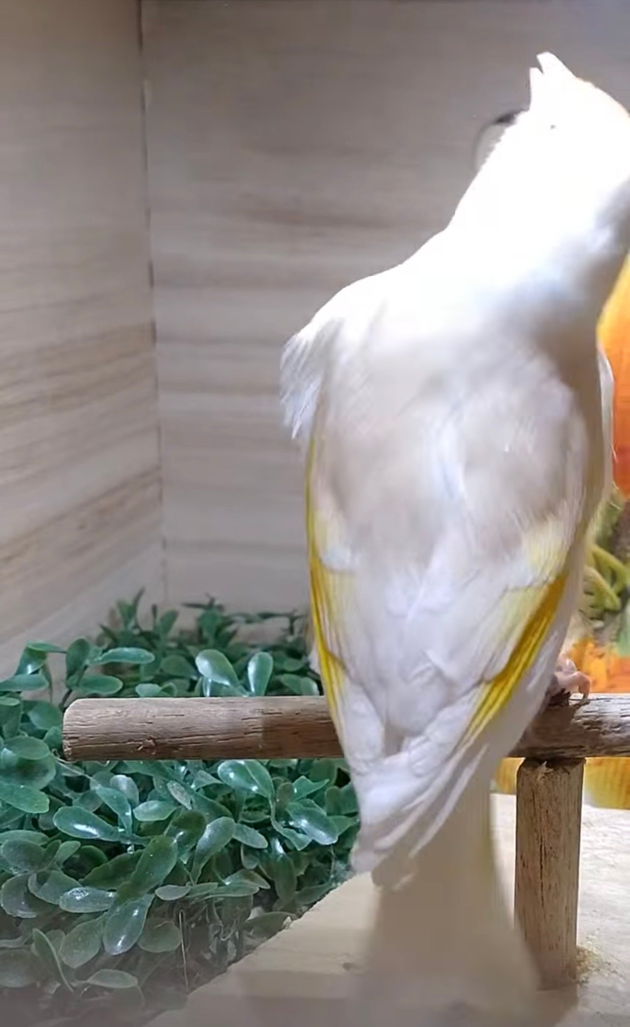 Isabel pastel mutation