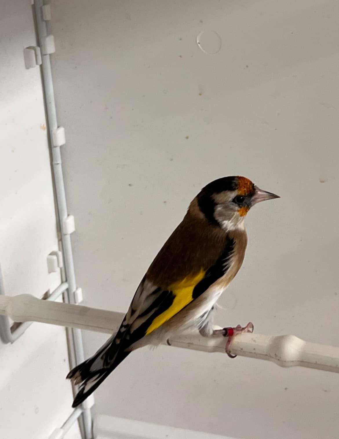 Parva pearl mutation