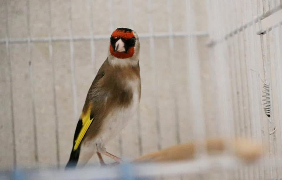 Syrian goldfinch