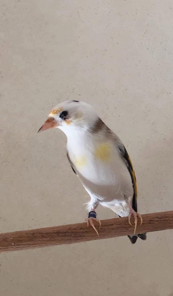 Parva scarpati with white feather