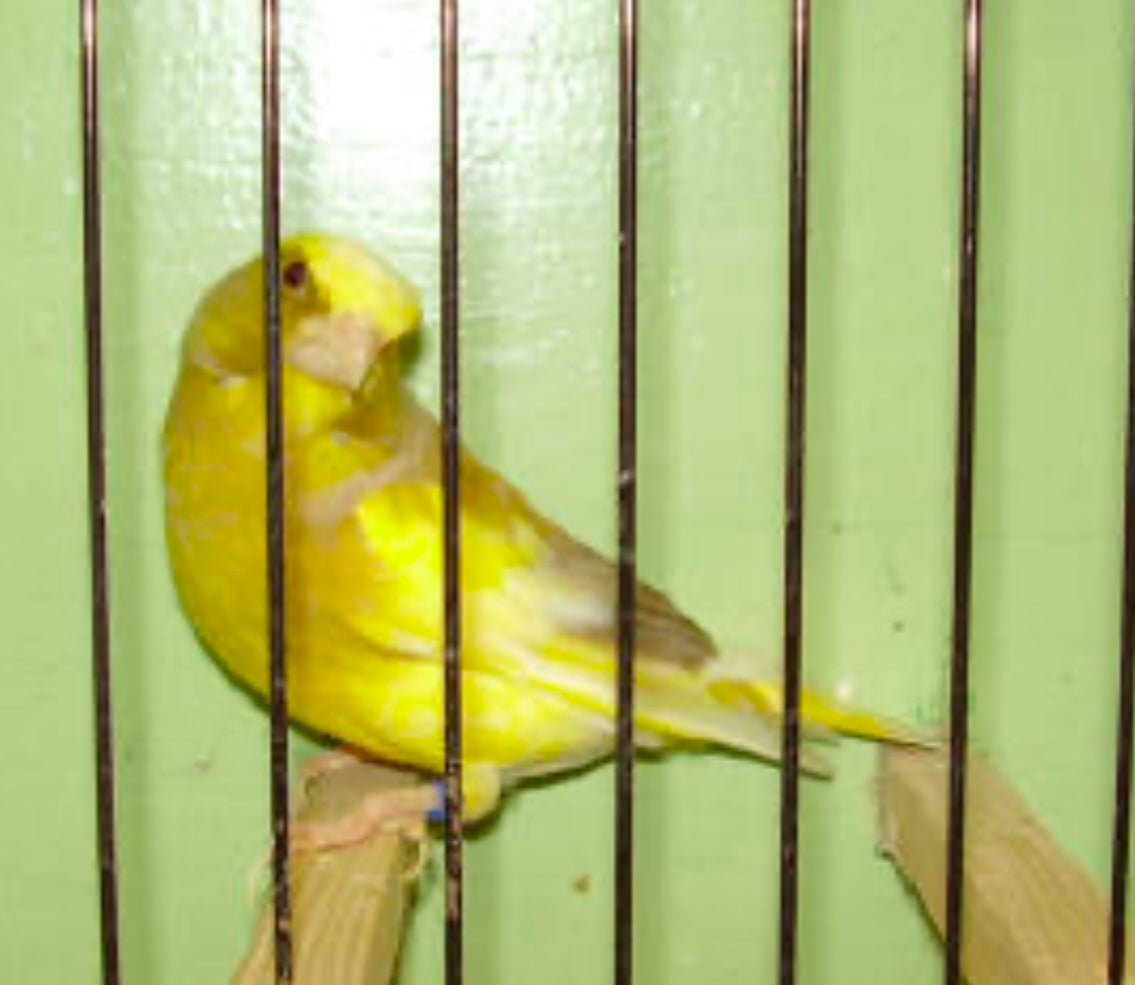 Greenfinch mutations