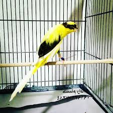 Rasmi Persian canary