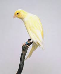 scotch fancy canary