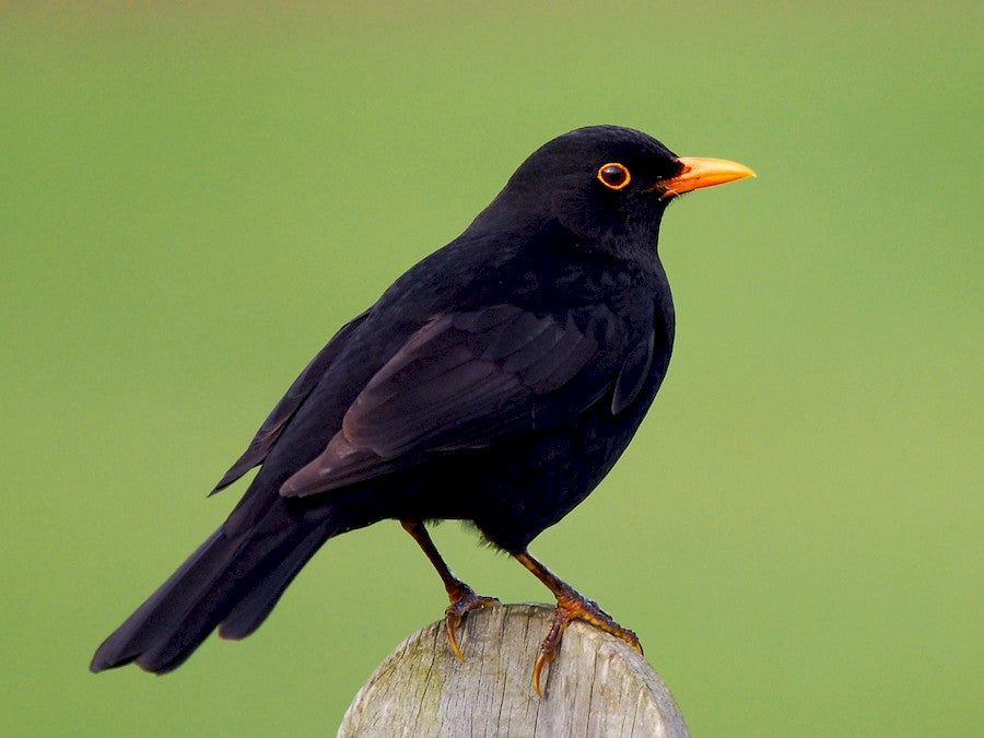 Common black bird