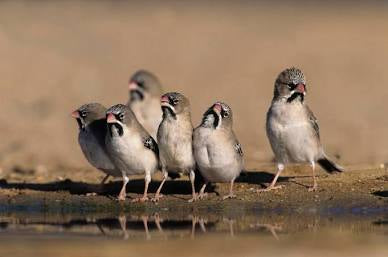 Scaly feathered weaver