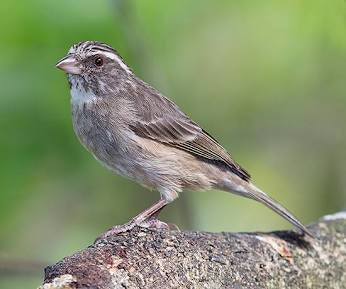 streaky headed canary
