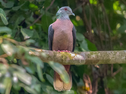 Western Bronze-naped Pigeon