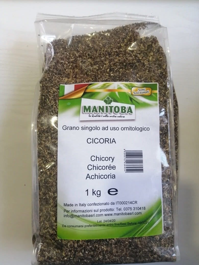 Chicory 1kg - Manitoba
