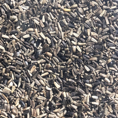 Chicory 1kg - Manitoba