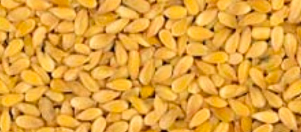 Gold Flax seed