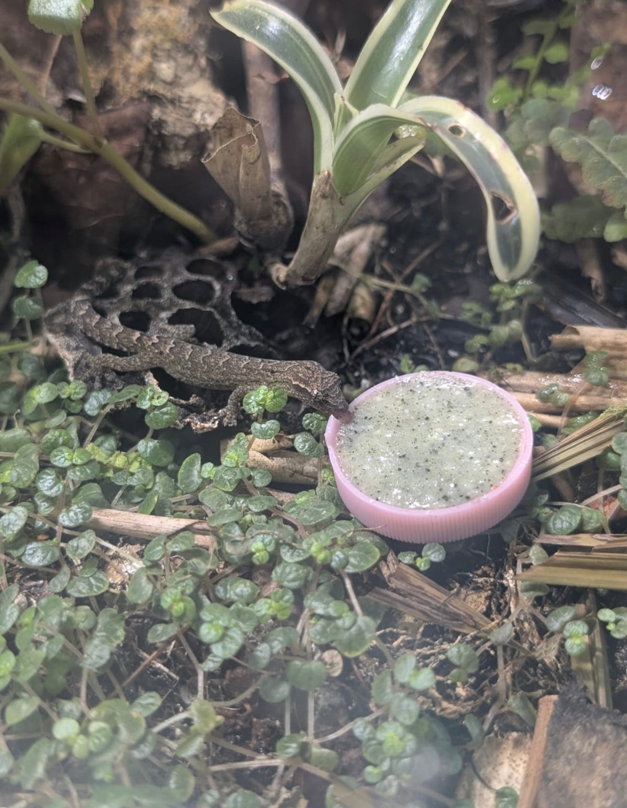 Phelsuma Food 80 gr Premium food for day geckos (Phelsuma)