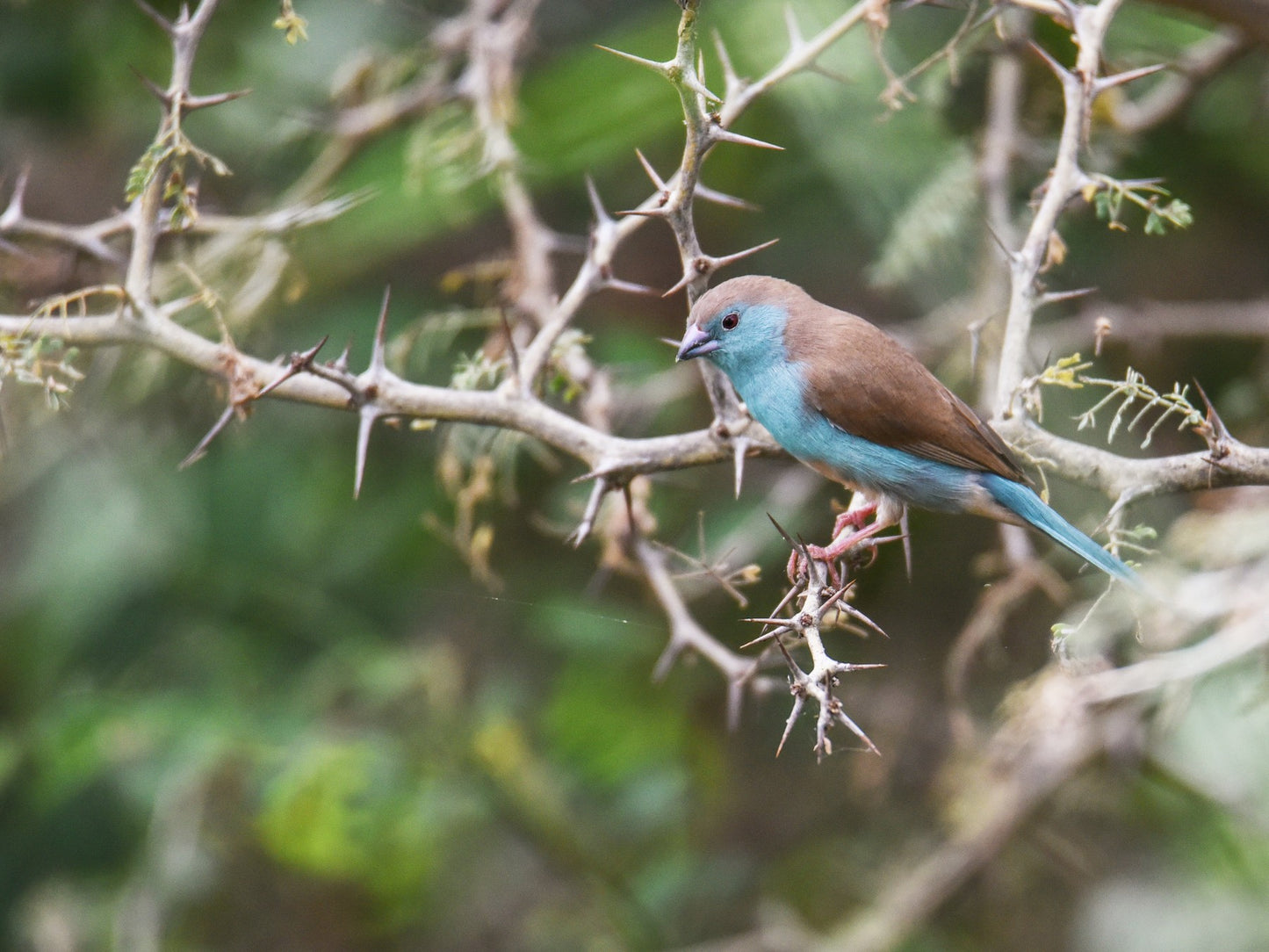 Southern cordon blue waxbill