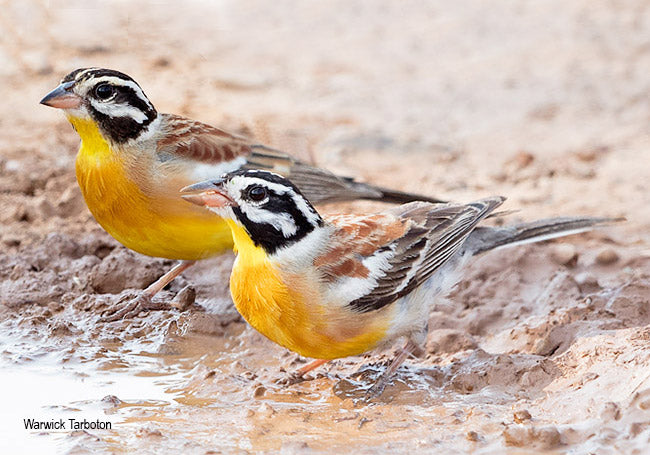 Golden breasted bunting