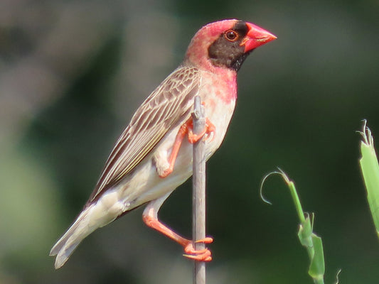 Red-billed Quelea