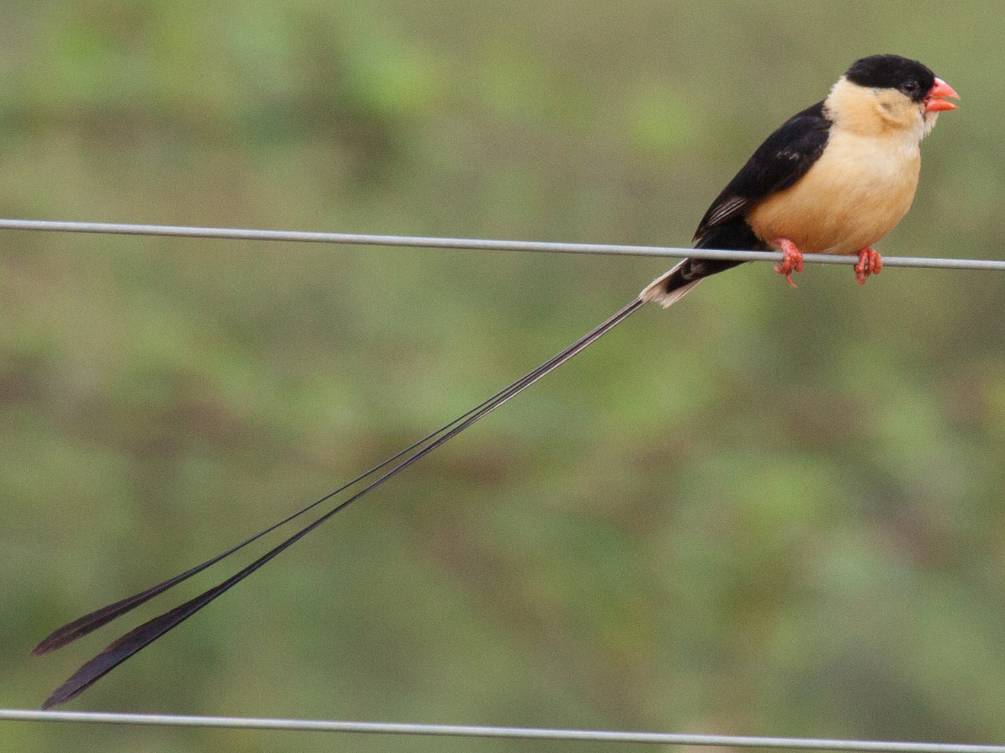 Shaft-tailed Whydah