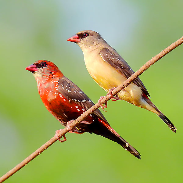 Strawberry Finch