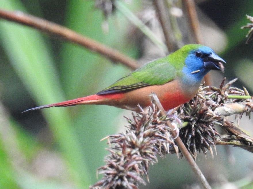 Pintail parrot finch