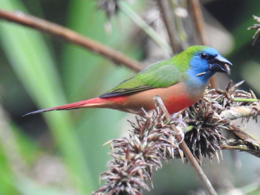 Pintail parrot finch