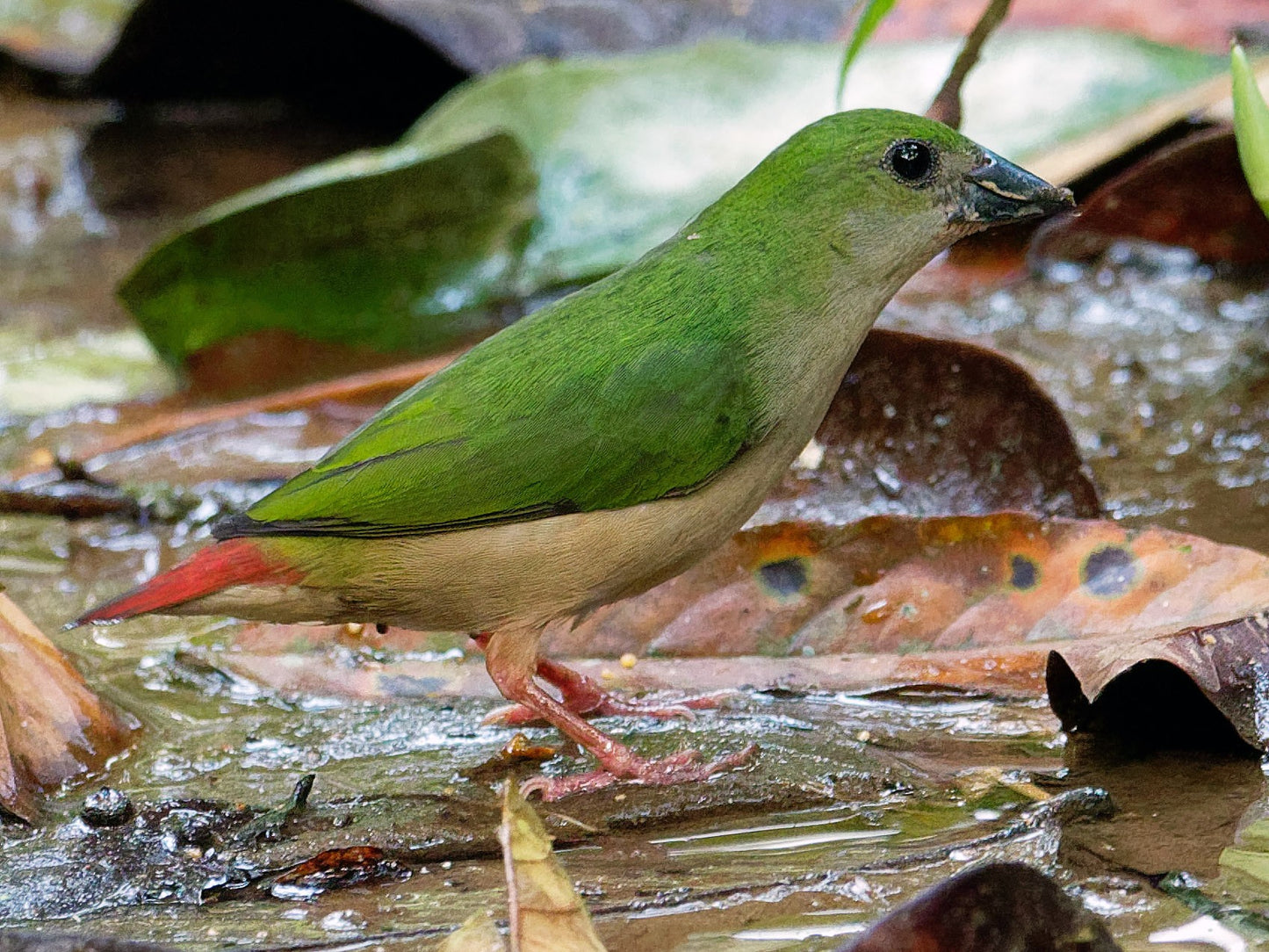 Pintail parrot finch