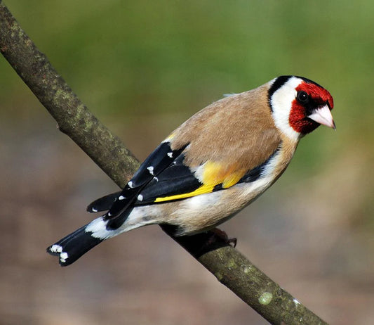 Siberian goldfinch