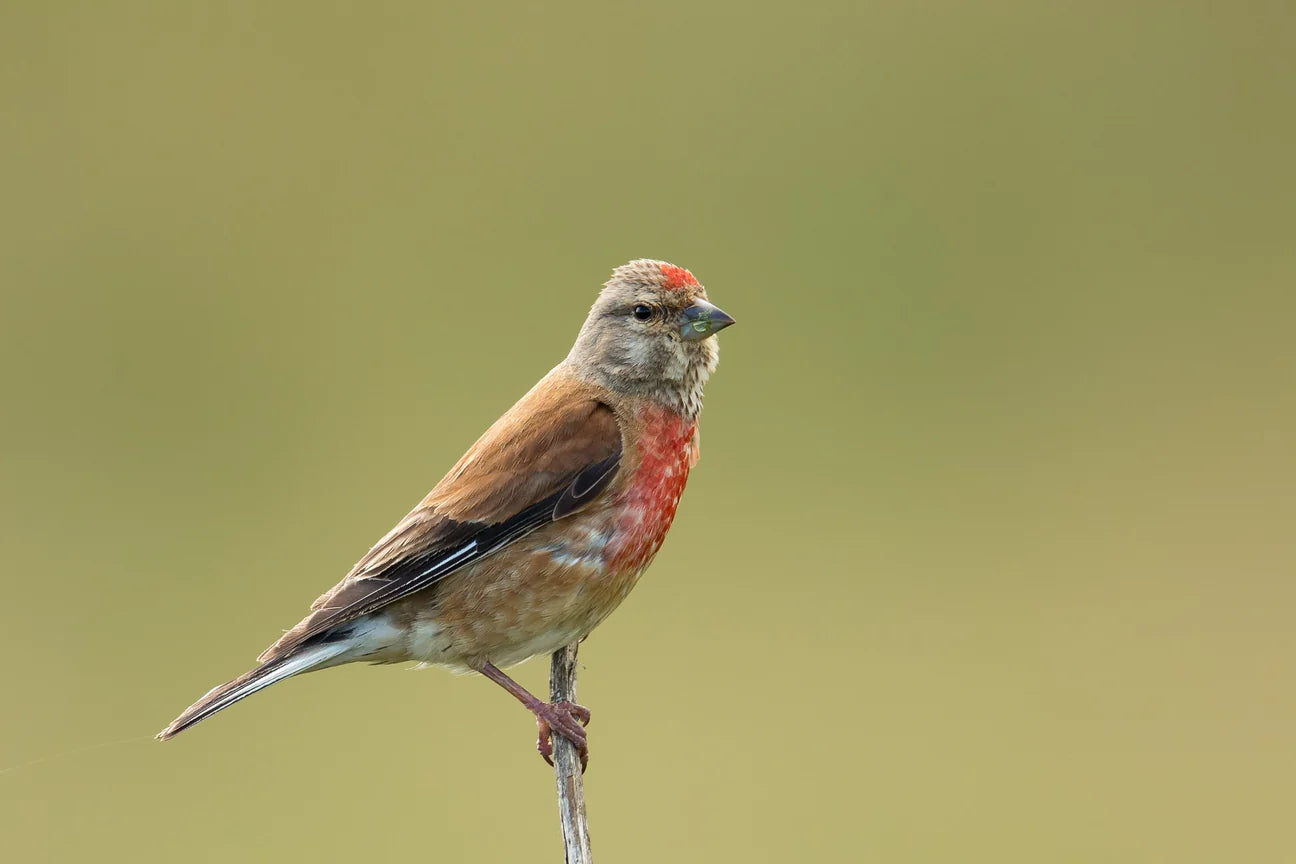 Common Linnet – AvianExpress