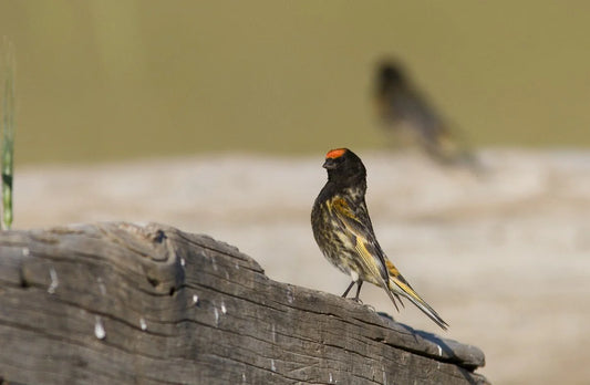 Red fronted serin