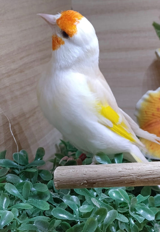 Isabel pastel mutation