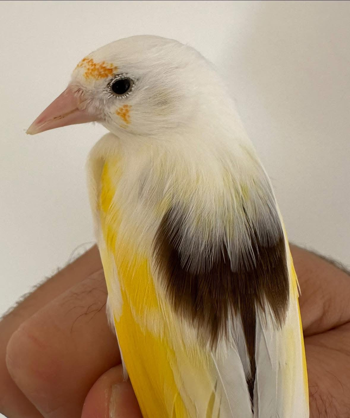 Parva butterfly back