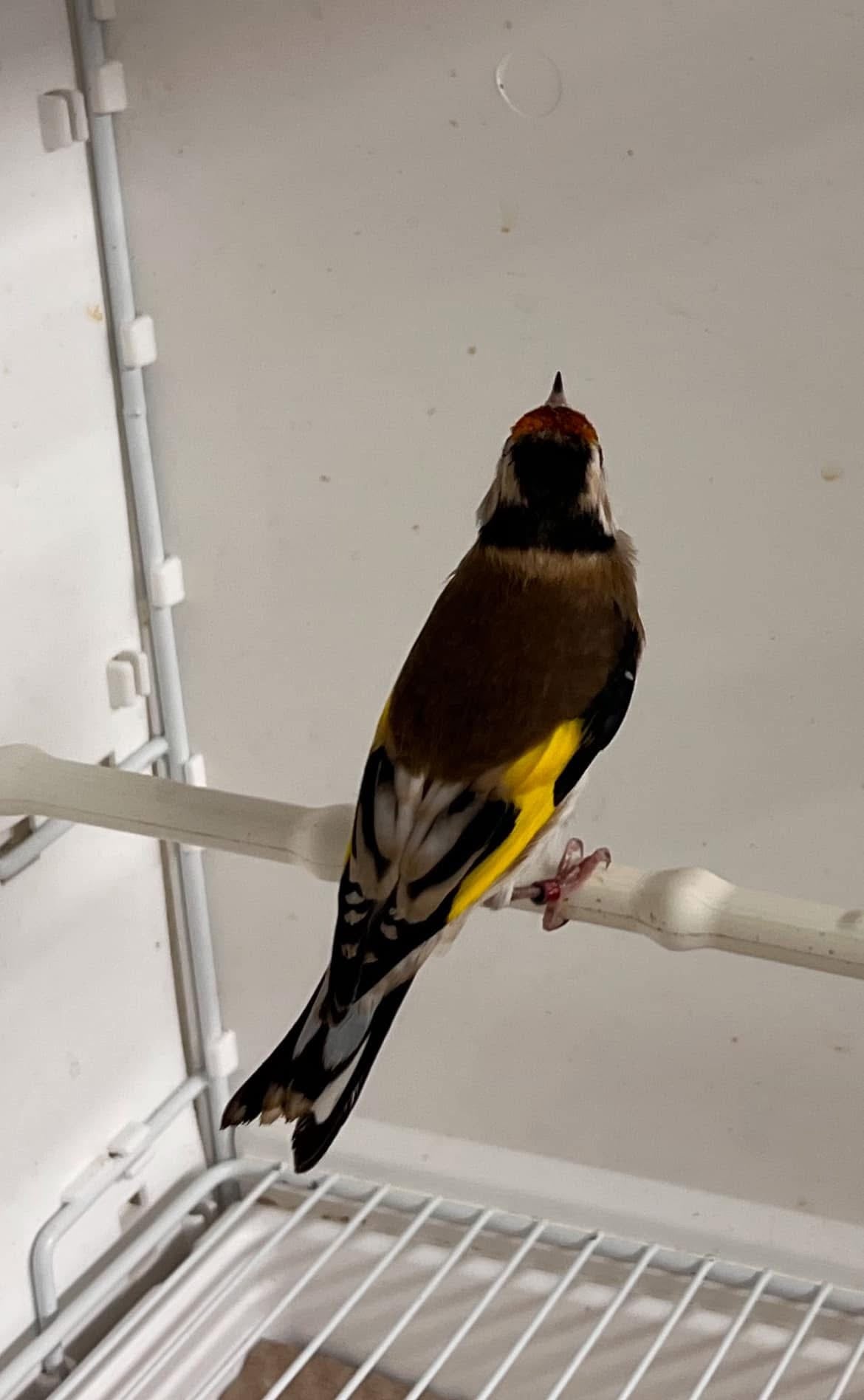 Parva pearl mutation