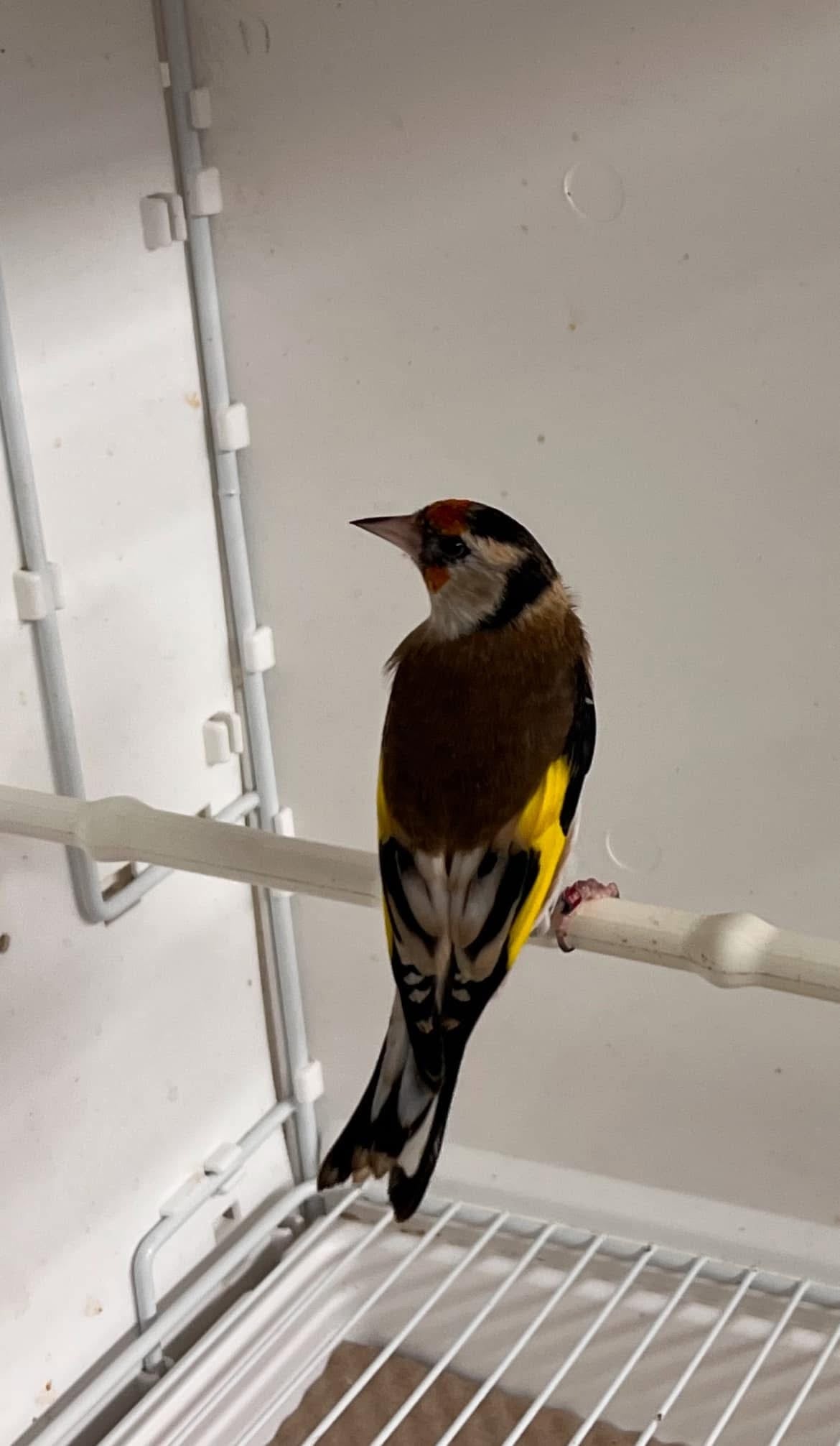 Parva pearl mutation