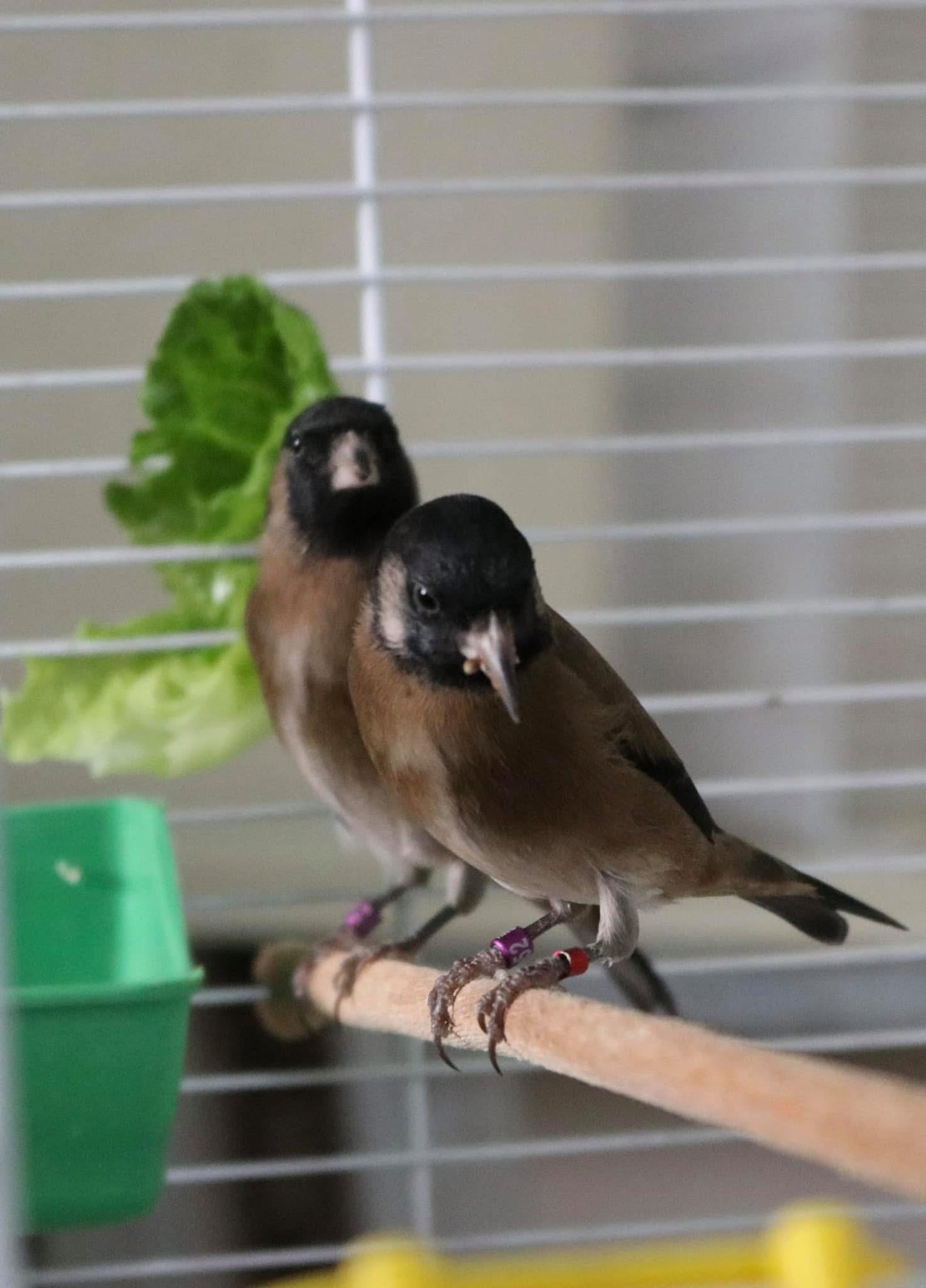 Parva black mutation