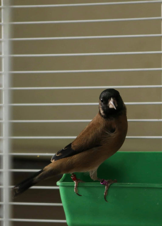 Parva black mutation