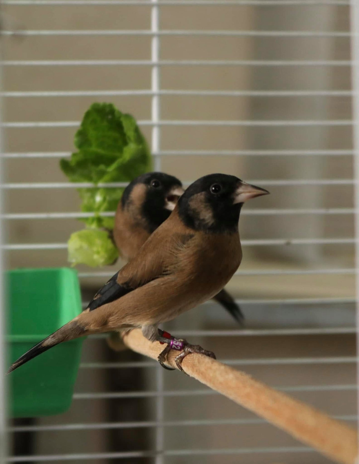 Parva black mutation