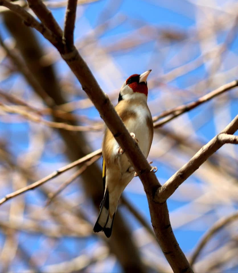 Syrian goldfinch