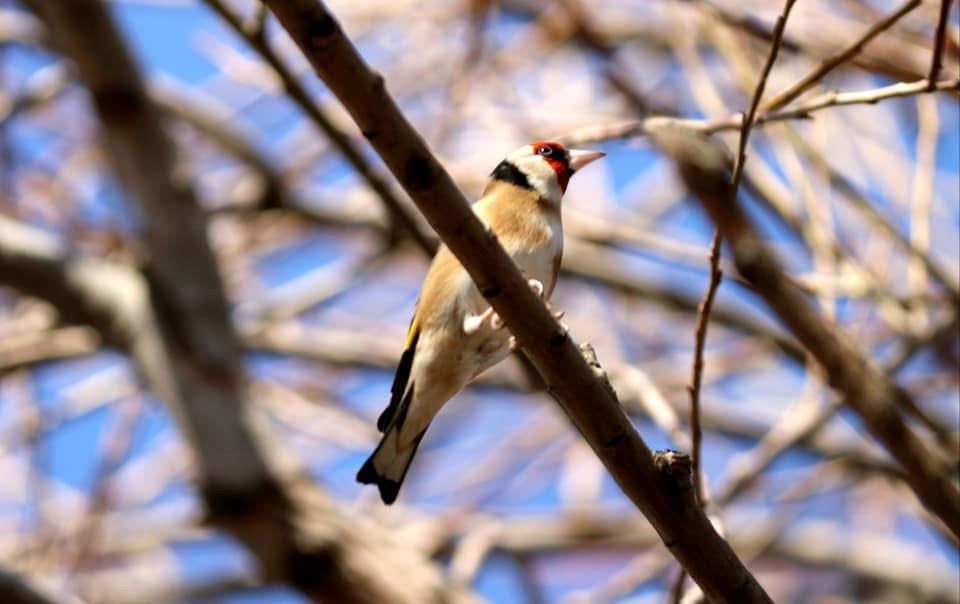 Syrian goldfinch