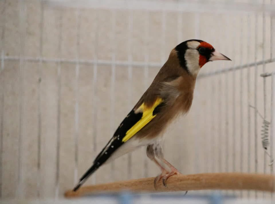 Syrian goldfinch