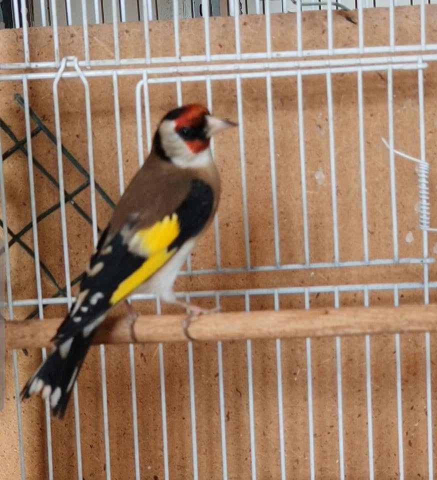 Syrian goldfinch