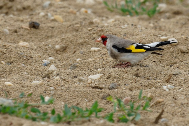 himalayan goldfinch