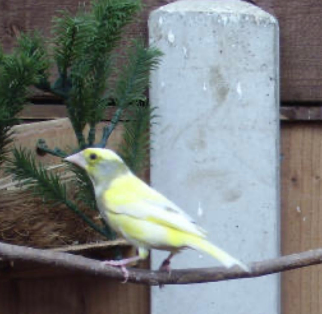 Greenfinch mutations