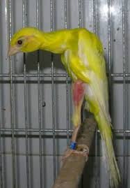 Gibber canary