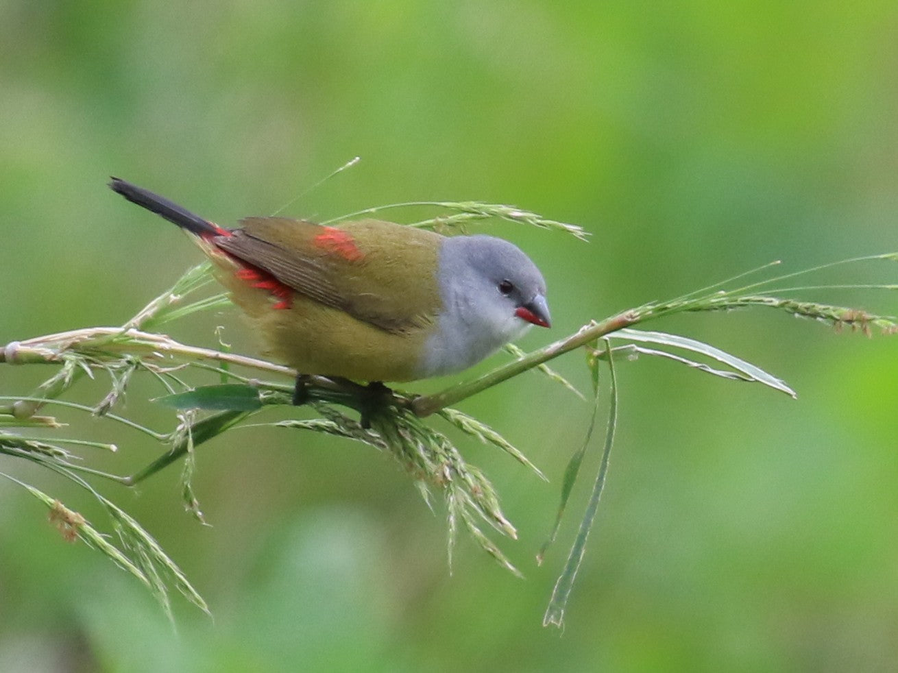 Yellow-bellied Waxbill